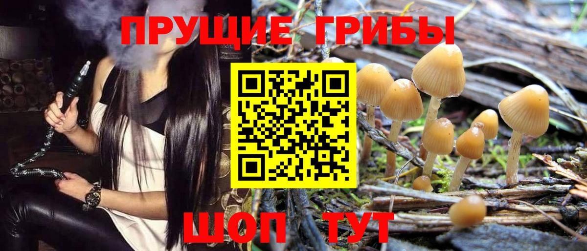 Коломна  Псилоцибиновые грибы Cubensis  Вход с VPN 